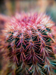 pink thorn cactus macro with dark green cactus body in a close up botanical photography