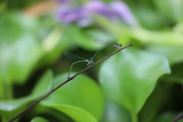 dragonfly on stick