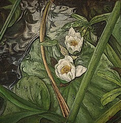 background with river flowers lilies