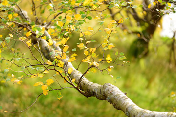Beautiful golden leaves on a tree branch on bright autumn day