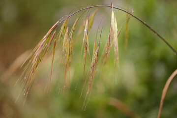Flora of Gran Canaria -  Avena fatua common wild oats natural macro floral background
