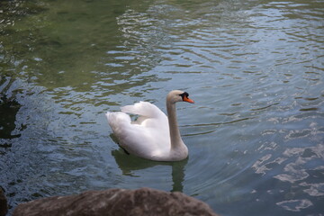 white swan in a small pond among the rocks