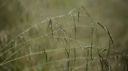 Flora of Gran Canaria -  Avena fatua common wild oats natural macro floral background
