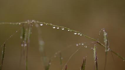 Flora of Gran Canaria -  Avena fatua common wild oats natural macro floral background
