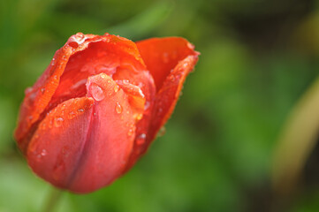 Verbl&uuml;hende Tulpe mit Regentropfen vor unscharfem Hintergrund