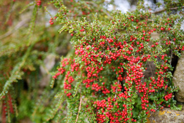 Small green leaves and cranberry-red fruit on arching branches of the cranberry cotoneaster plant.