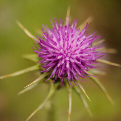 Flora of Gran Canaria -  Silybum marianum, milk thistle natural macro floral background
