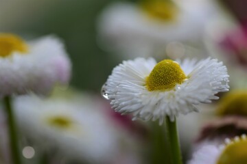 White Bellis Perennis after rain as a close up © Luise123