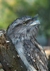 Tawny frogmouth portrait in the summer