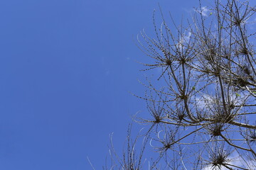 Tree branches in spring  against blue sky
