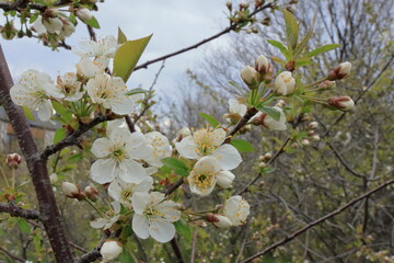 białe kwiaty na drzewie © 777PiT