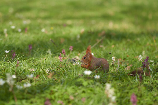 Selective focus shot of a cute squirrel in a meadow