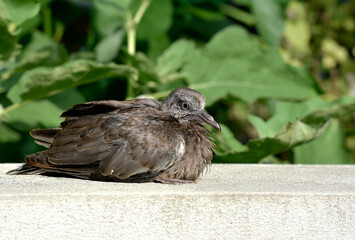 Cute little spotted dove or mountain dove or pearl-necked dove or lace-necked dove or spotted turtle-dove lying on a white brick wall on a green plant background. 