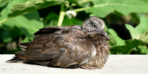 Cute little spotted dove or mountain dove or pearl-necked dove or lace-necked dove or spotted turtle-dove lying on a white brick wall on a green plant background. 