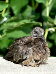 Cute little spotted dove or mountain dove or pearl-necked dove or lace-necked dove or spotted turtle-dove lying on a white brick wall on a green plant background. 