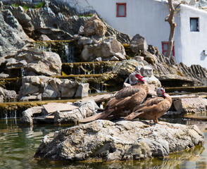 duck in a small pond among the rocks in the spring