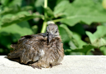 Cute little spotted dove or mountain dove or pearl-necked dove or lace-necked dove or spotted turtle-dove lying on a white brick wall on a green plant background. 