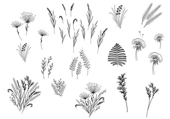 Floral hand drawn sketch set with different plants, flowers, branches and herbs. Nature and botanical design elements. Vector illustration.
