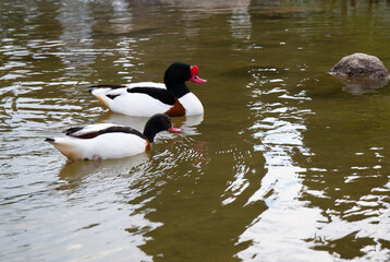 duck in a small pond among the rocks in the spring