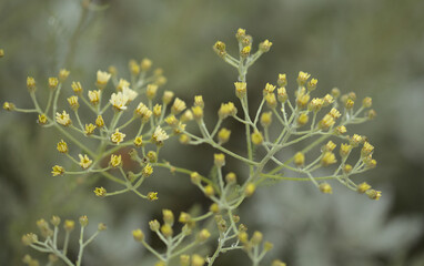 Flora of Gran Canaria -  Tanacetum ptarmiciflorum, silver tansy, plant endemic to the island, natural macro floral background
