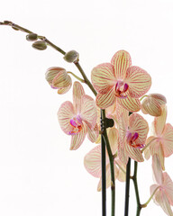 Obraz na płótnie Canvas pink orchid flower