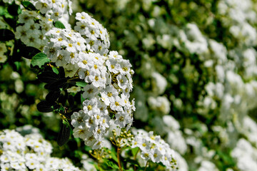 Photo of white flowers