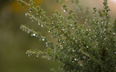 Flora of Gran Canaria -  flowering Adenocarpus foliolosus, Canary Island flatpod natural macro floral background
