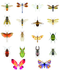 Set of insects on a white background