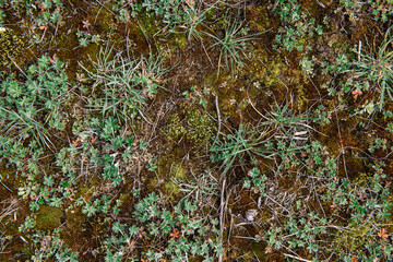 moss on the rocks texture