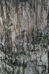 bark of a tree texture