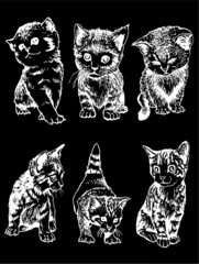 Vector set of domestic cats on black background,engraved illustration
