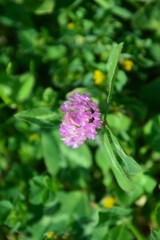 自然の草花たち