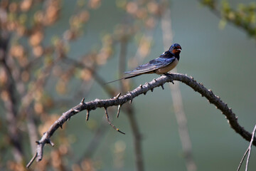 swallow on the branch