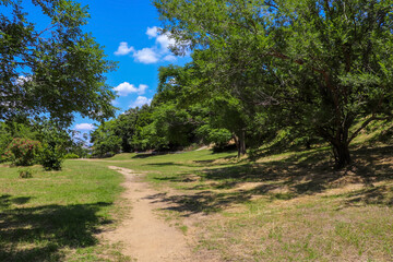 緑豊かな公園の遊歩道
