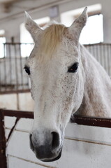 Koń , Konie  , Klacz  , konik , Polski  koń , Koń cheval, zwierzak, farma, glow, cheval, biała, charakter, koni, braun, ssak, portret, ogier, kuc, grzywa, jeździec, zwierzak, klacz , ogier © Szymon