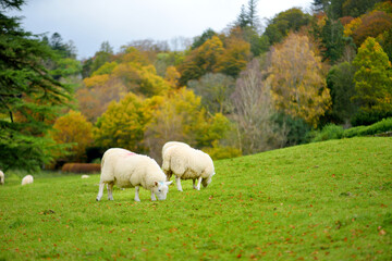 Sheep marked with colorful dye grazing in green pastures. Adult sheep and baby lambs feeding in lush meadows of England.