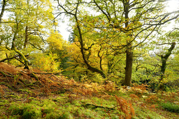 Beautiful vegetation of the Lake District, famous for its glacial ribbon lakes and rugged mountains
