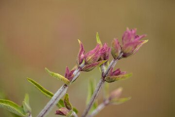 Flora of Gran Canaria - flowering Salvia canariensis, Canary Island sage natural macro floral background
