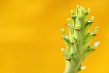 Euphorbia ( Spurge ) Succulents Plant from Deserts  Trunk Green color on yellow  background wall....