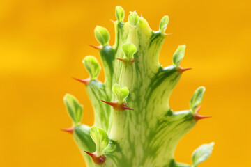 Euphorbia ( Spurge ) Succulents Plant from Deserts  Trunk Green color on yellow  background wall....