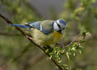 Blue tit in the early cold spring sun (Cyanistes caeruleus)   