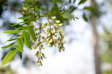 Locust tree blossom - Robinia pseudoacacia
