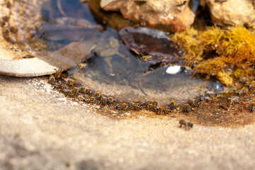 Apiculture - Groupe d'abeilles buvant dans une vasque en pierre