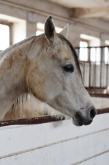 Koń , Konie  , Klacz  , konik , Polski  koń , Koń cheval, zwierzak, farma, glow, cheval, biała, charakter, koni, braun, ssak, portret, ogier, kuc, grzywa, jeździec, zwierzak, klacz , ogier