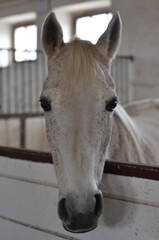 Koń , Konie  , Klacz  , konik , Polski  koń , Koń cheval, zwierzak, farma, glow, cheval, biała, charakter, koni, braun, ssak, portret, ogier, kuc, grzywa, jeździec, zwierzak, klacz , ogier