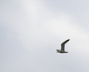 Black Sea gulls on the Black Sea coast