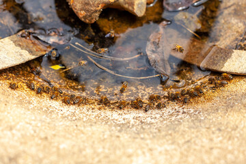 Apiculture - Groupe d'abeilles buvant dans une vasque en pierre