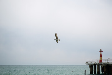 Black Sea gulls on the Black Sea coast
