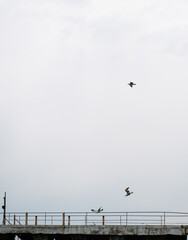 Black Sea gulls on the Black Sea coast