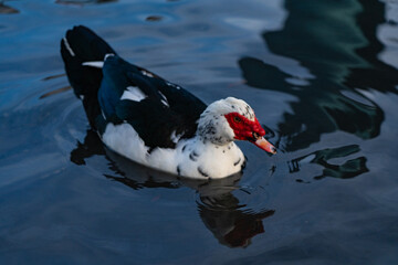 black and white duck swims on the water